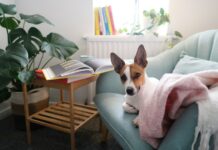 Dlaczego domowa opieka może być najlepszym rozwiązaniem dla Twojego pupila?