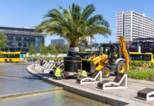 Palmy wróciły na Rynek w Katowicach. Wszystkie mają imiona
