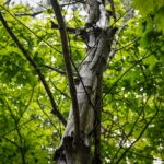 W Katowicach drzewa pójdą pod topór. Miasto podkreśla, że wycinki są niezbędne