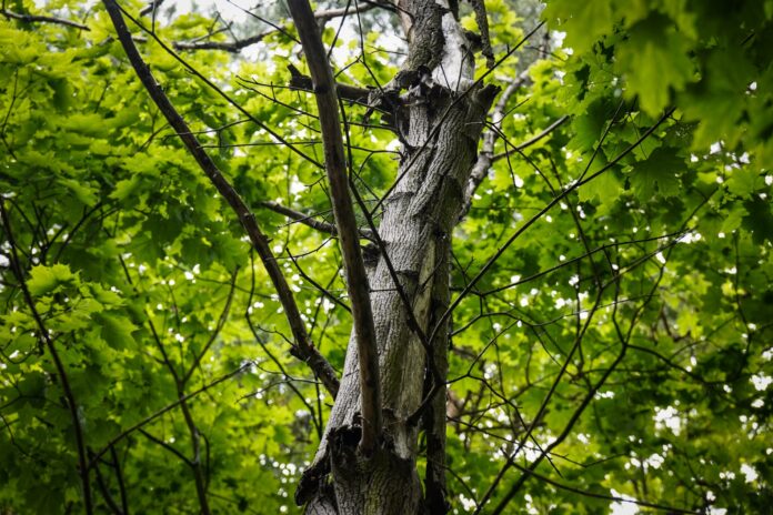 Katowicka Zieleń usunie zagrażające mieszkańcom drzewa fot. 2