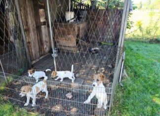 Policjanci odebrali kobiecie 18 psów cztery małe pieski w klatce