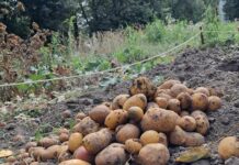 Zamówiła smartfona, dostała… ziemniaki. 19-latka ofiarą oszustwa kupka świeżo wykopanych kartofli