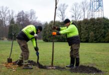 11 firm chce sadzić drzewa w Katowicach. Trwa przetarg
