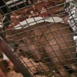 Uratowali ranną sarnę na ulicy Bocheńskiego w Katowicach