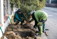 Prawie 1200 nowych drzew zostanie posadzonych w Katowicach