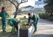Idą wiosenne porządki. Miasto sadzi drzewa, sprząta ulice i naprawia drogi