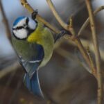 Zaciekaw mnie niebem – czyli jak zacząć obserwacje ptaków