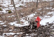 Porzucił psa. Zostawił go przywiązanego do hydrantu. 46-latek ze Świętochłowic usłyszał zarzuty