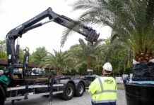 To już prawie dekada odkąd po raz pierwszy palmy pojawiły się na Rynku. Tym razem zabrakło jednej