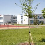 Prawie 1200 drzew nasadzono w Katowicach. M.in. przy 50 szkołach