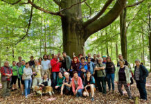 Katowicki buk Grażyna walczy o tytuł Drzewa Roku 2025. Symbol Murcek może reprezentować Polskę w Europie