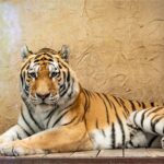 Tygrys z czeskiej Pragi nowym mieszkańcem śląskiego ZOO