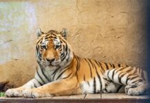 Tygrys z czeskiej Pragi nowym mieszkańcem śląskiego ZOO