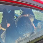 Zatrzymała się na środku ekspresówki, by uratować psy. Bohaterska postawa policjantki