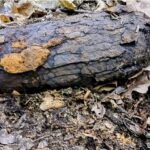 Niewybuch z czasów II wojny światowej znaleziony w lesie