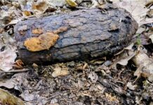 Niewybuch z czasów II wojny światowej znaleziony w lesie