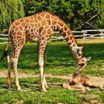 Uroczy cud w Chorzowie! W ZOO urodziła się żyrafa – już stawia pierwsze kroki!