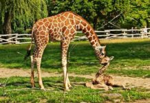 Uroczy cud w Chorzowie! W ZOO urodziła się żyrafa – już stawia pierwsze kroki!