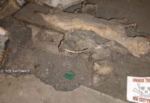 Makabryczne odkrycie w Katowicach. Ciała zwierząt znalezione w piwnicy