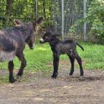 W Śląskim Zoo urodził się rzadki osioł poitou – poznajcie Dantego