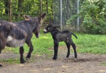 W Śląskim Zoo urodził się rzadki osioł poitou – poznajcie Dantego