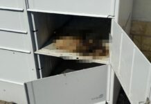 Śmierć kota w automacie paczkowym. Policja umorzyła sprawę