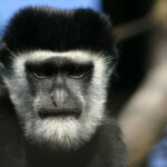 Śląskie ZOO zaprasza do udziału w konkursie fotograficznym