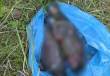 Martwe szczeniaki znalezione w rzece. To efekt ludzkiej bezduszności