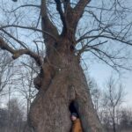 Drzewa nie są tłem – one żyją Mężczyzna w drzewie