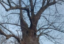 Drzewa nie są tłem – one żyją Mężczyzna w drzewie