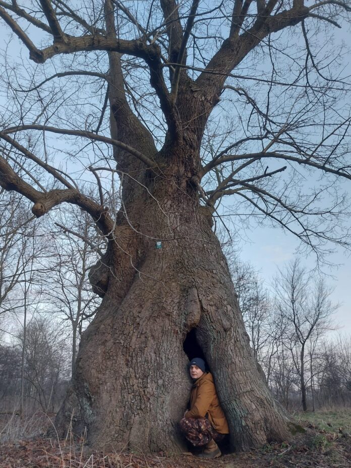 0e97e7a2-6fa1-47f2-ba16-31d190a196f3 Mężczyzna w drzewie