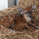 Baby boom w Śląskim Ogrodzie Zoologicznym! Na świat przyszły młode antylopy i sitatunga