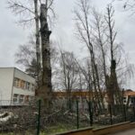 Emocje po wycince na ulicy Granicznej w Katowicach Wycięte drzewa za nimi szkoła
