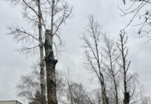 Emocje po wycince na ulicy Granicznej w Katowicach Wycięte drzewa za nimi szkoła