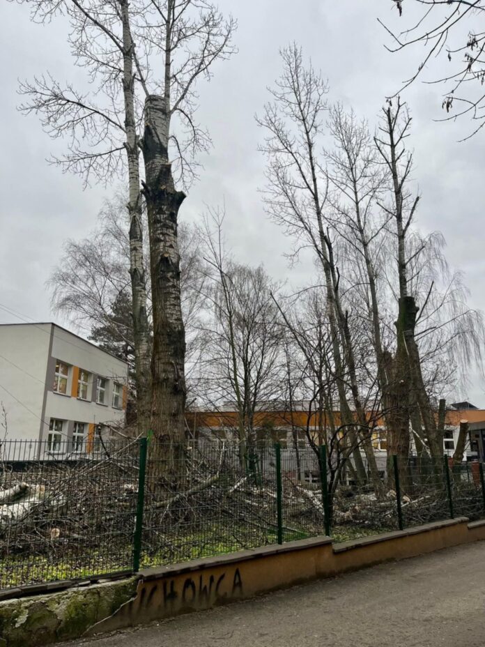 16c2d67b-14c8-4a49-8711-ee036d97532b Wycięte drzewa za nimi szkoła