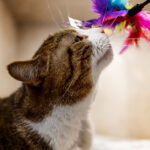 Szukasz kota? Poznaj Kotleta – może to Twój przyszły przyjaciel