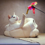 Spokojny koci dżentelmen szuka domu. Grypcio czeka na adopcję