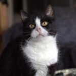 Milka szuka domu. Młoda, towarzyska kotka czeka na adopcję