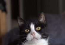 Milka szuka domu. Młoda, towarzyska kotka czeka na adopcję